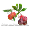 Bayberry Alcohol-FREE Liquid Extract, Bayberry (Myrica Cerifera) Dried Root Bark Glycerite
